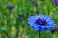 Insects are sit on a daisy