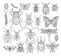 Insects sketch. Butterfly, beetle and fly, ant. Dragonfly, ladybug and bee. Vintage hand drawn engraving vector Royalty Free Stock Photo