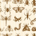 Insects sketch seamless pattern monochrome Royalty Free Stock Photo