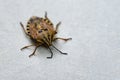 Brown marmorated stink bug Halyomorpha halys. On plain background with copyspace,on gray background close up.Insects are small Royalty Free Stock Photo