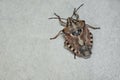 Brown marmorated stink bug Halyomorpha halys. On plain background with copyspace,on gray background close up.Insects are small Royalty Free Stock Photo