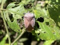 Chlorochroa insects are a genus of protective insects in the Pentatomidae family Royalty Free Stock Photo