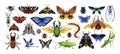 Insects species set. Different butterflies, beetles, bugs. Ladybug, dragonfly, flying bumblebee, grasshopper, giant