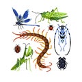 Insects species set. Various beetles, bugs. Ladybug, dragonfly, green grasshopper, centipede, mantis, sacred scarab