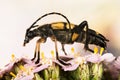 Spotted Longhorn Beetle, Black-and-yellow Longhorn Beetle, Longhorn Beetle, Rutpela maculate Royalty Free Stock Photo