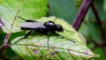 Insects - St Mark`s Fly, Bibio marci