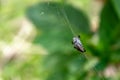 Insects trapped on a spider web. Royalty Free Stock Photo