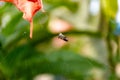 Insects trapped on a spider web. Royalty Free Stock Photo