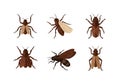 The insects vary slightly in posture and wing shape, creating visual diversity Royalty Free Stock Photo