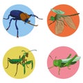 Insects in vector