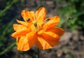 Insects on poppy flower Royalty Free Stock Photo