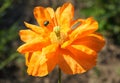 Insects on poppy flower Royalty Free Stock Photo