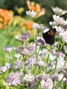 Insects visiting Great masterwort Astrantia major