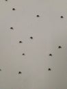 Flies on a white wall, insect invasion