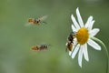 Insects wasps flying around