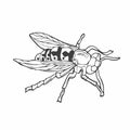 insects, wasps in the style of doodles. Vector. Line art bee hand-drawn