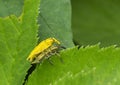 Insects weevils