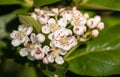 Insects on white aronia flowers
