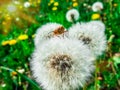 Insects,white flower,sunny,spring,green nature.