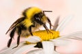 White-tailed bumblebee, White Tailed bumblebee, Bumblebee, Bombus lucorum - male Royalty Free Stock Photo
