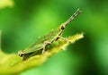 insects whose existence is not far from the home environment Royalty Free Stock Photo