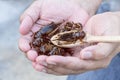 Insects and wooden spoon in male hand. The concept of protein food sources from insects.