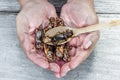 Insects and wooden spoon in male hand. The concept of protein fo