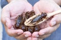 Insects and wooden spoon in male hand. The concept of protein food sources from insects.