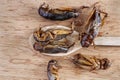 Insects in wooden spoon on a wood table. The concept of protein food sources from insects. Brachytrupes portentosus crickets is a