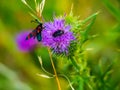 Insects working on the flower of wild plant, macro shot