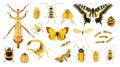 Insects yellow collection