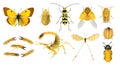 Insects yellow collection