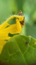 Insect on the yellow flower Royalty Free Stock Photo
