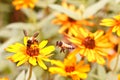 Insects and Zinnia