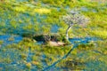 Small island with lonely tree in the flooded Okavango Delta seen from a heli Royalty Free Stock Photo