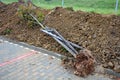 Insensitive tree transplanting. The tree also lies supported by stakes with an exposed root system. the root hair dries out. The t Royalty Free Stock Photo