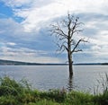 Insentient tree growing from lake Royalty Free Stock Photo