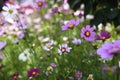 An inseparable Pair of Daisies Royalty Free Stock Photo