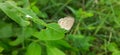 Insert on leaf in garden southindia