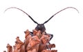 Insescts-Long-horned beetle on white background. Royalty Free Stock Photo