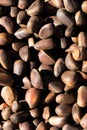 Inshell pine nuts. Cedar nuts. Background Texture. Macro