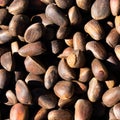Inshell pine nuts. Cedar nuts. Background Texture. Macro