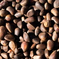 Inshell pine nuts. Cedar nuts. Background Texture. Macro