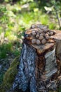 Inshell walnuts lie on the stump in the open air