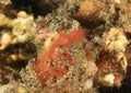 Inshore hairy shrimp with egg