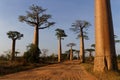 Inside the alley of Baobab, at dawn Royalty Free Stock Photo