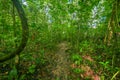 Inside of the amazonian Jungle, surrounding of dense vegetation in the Cuyabeno National Park, South America Ecuador