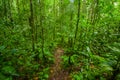 Inside of the amazonian Jungle, surrounding of dense vegetation in the Cuyabeno National Park, South America Ecuador