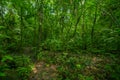 Inside of the amazonian Jungle, surrounding of dense vegetation in the Cuyabeno National Park, South America Ecuador