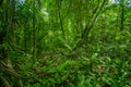 Inside of the amazonian Jungle, surrounding of dense vegetation in the Cuyabeno National Park, South America Ecuador